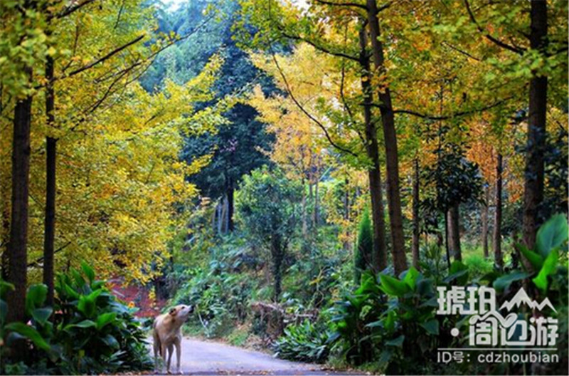 蒲江县多少人口_蒲江县樱桃山风景区