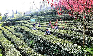 中国茶乡峨眉山国际茶文化博览交易会4月29日开幕