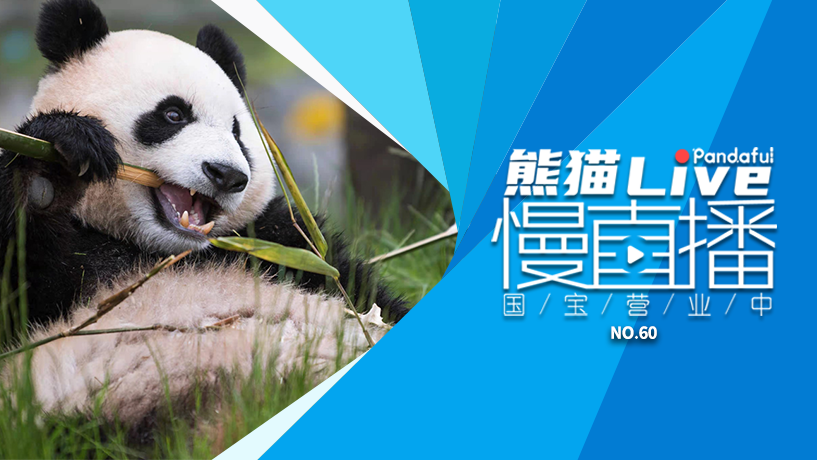 熊猫慢直播：国宝营业中（60）