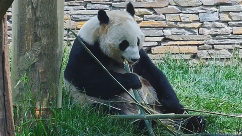 熊猫宝宝：对不起妈妈，我下次慢慢走