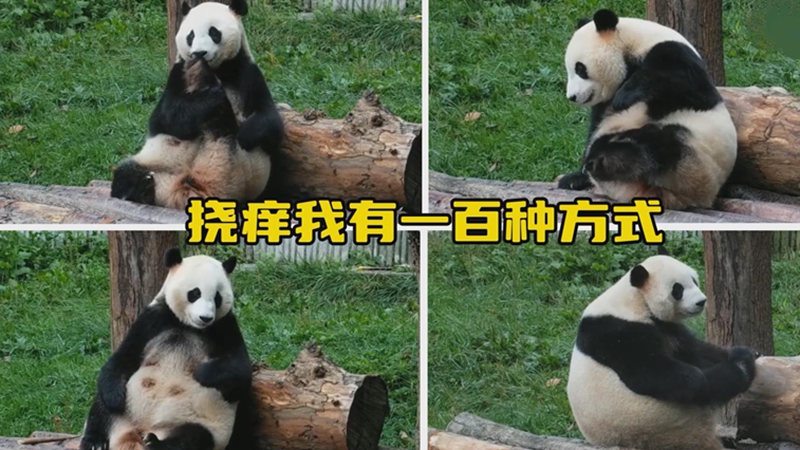 熊猫社区｜大熊猫的一百种挠痒方式