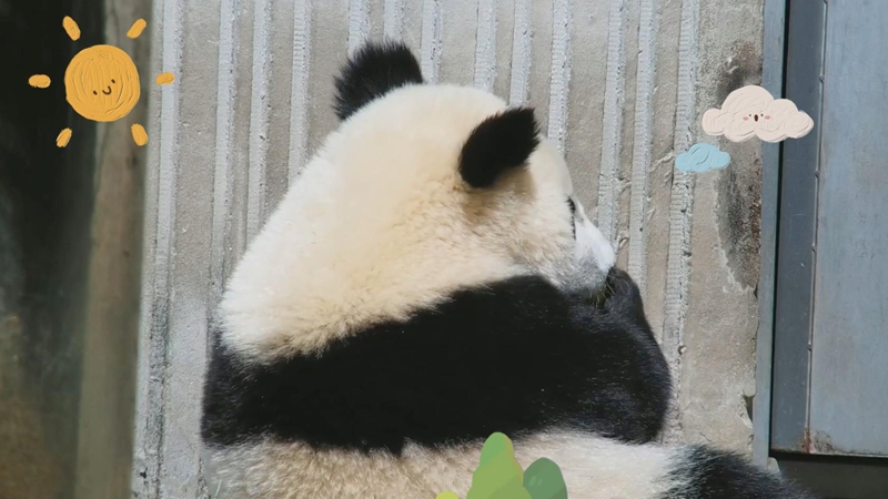 熊猫社区｜太治愈了！谁能拒绝熊猫宝宝的可爱背影