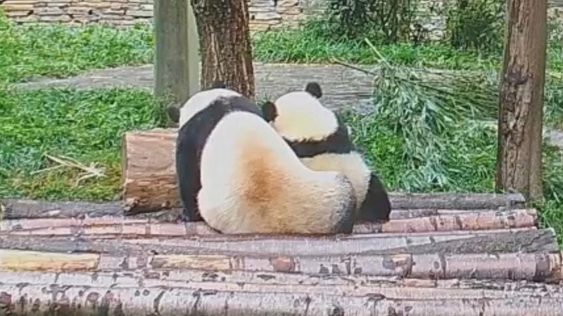 熊猫社区｜爱就是和妈妈腻在一起