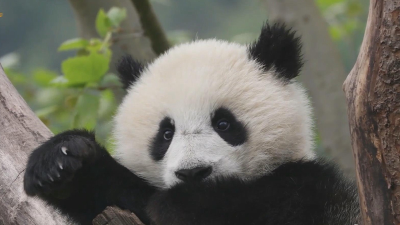 熊猫社区｜黑眼圈这么重，昨晚又熬夜啦？