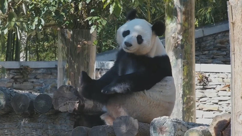 熊猫社区｜大熊猫惬意的午后时光