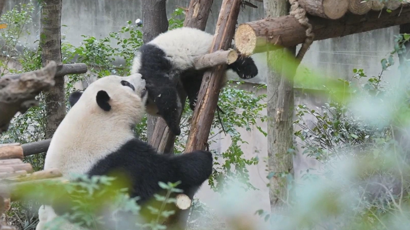熊猫社区｜大熊猫妈妈“接”娃回家的独特方式